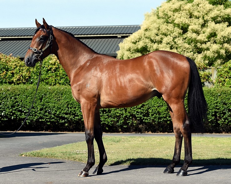 Lot: 738, Bay Colt