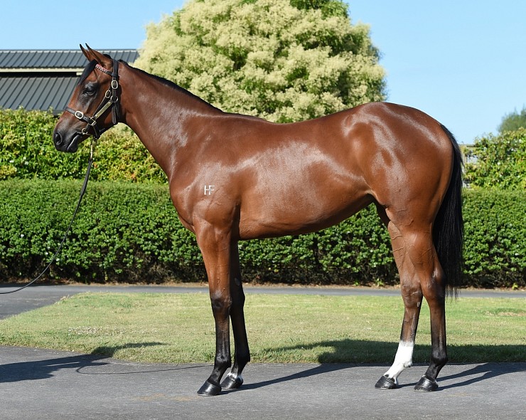 Lot: 761, Bay Filly