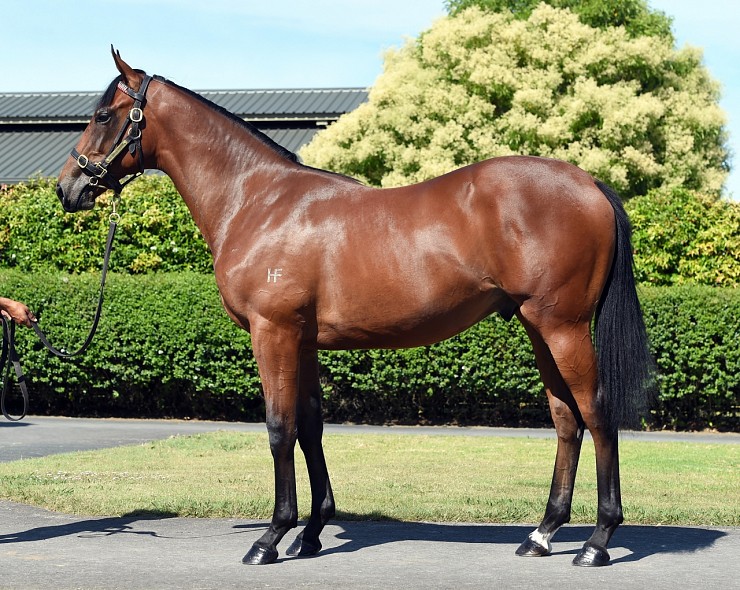 Lot: 851, Bay Colt