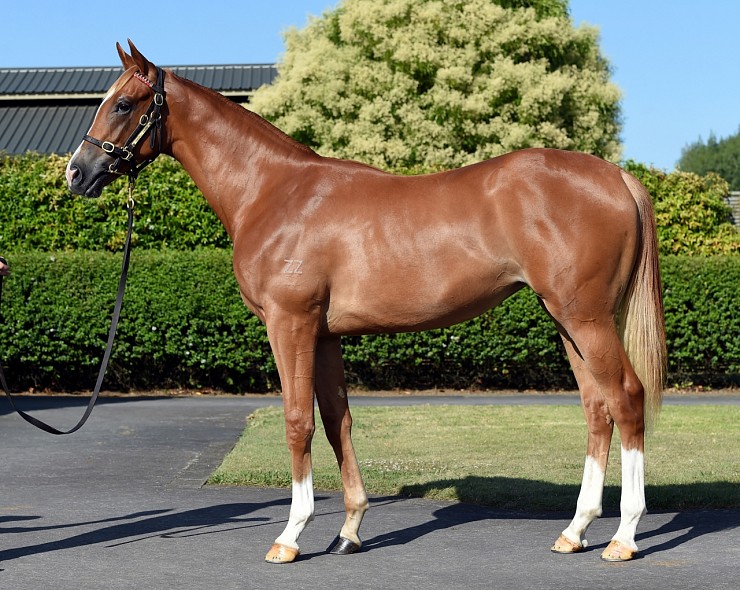 Lot: 861, Chestnut Filly