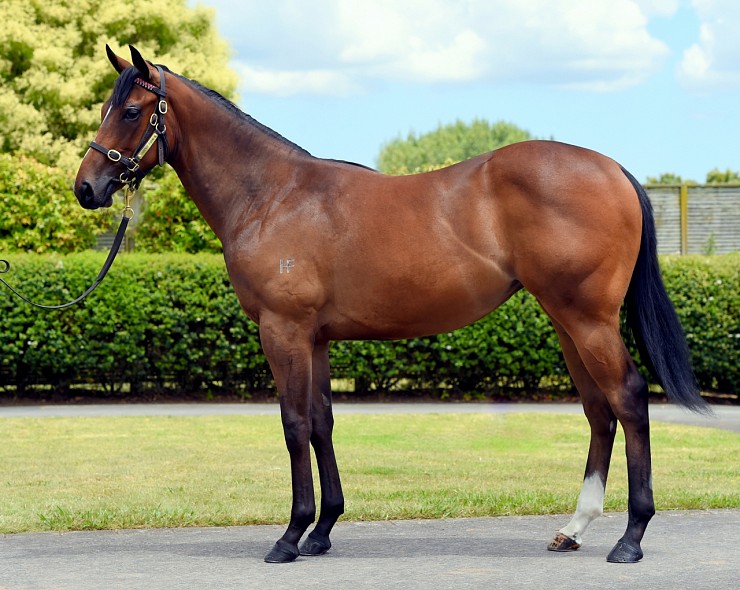 Lot: 863, Bay Filly