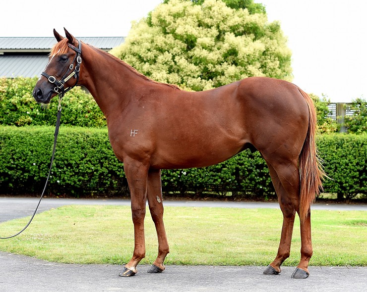 Lot: 898, Chestnut Colt