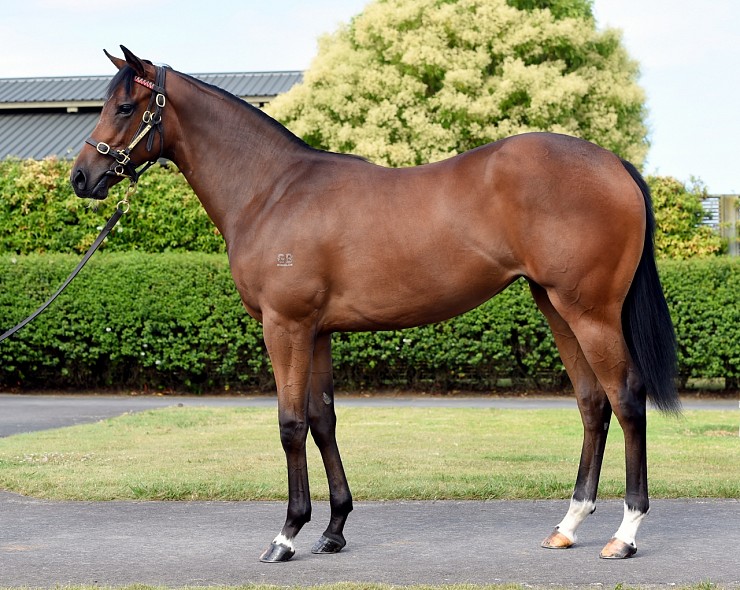 Lot: 900, Bay Filly