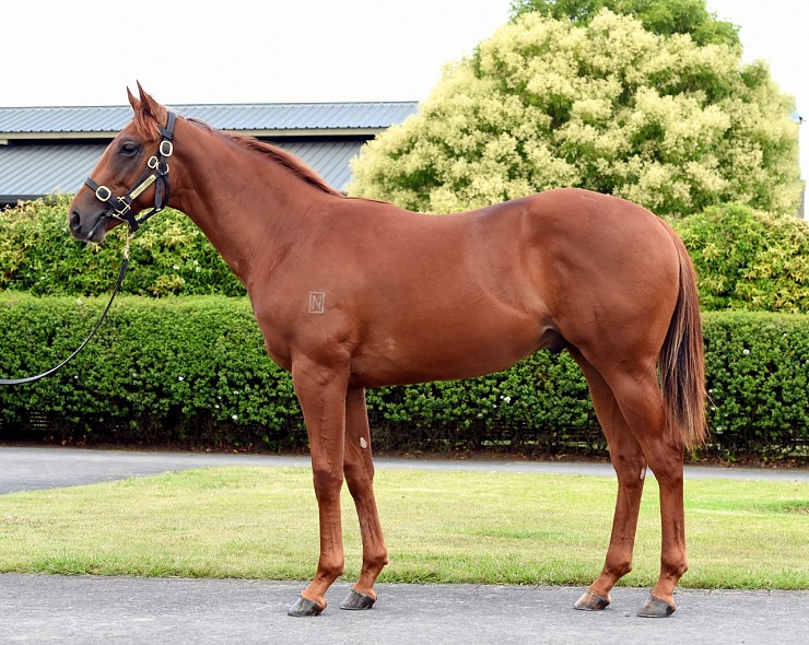 Lot: 954, Chestnut Colt