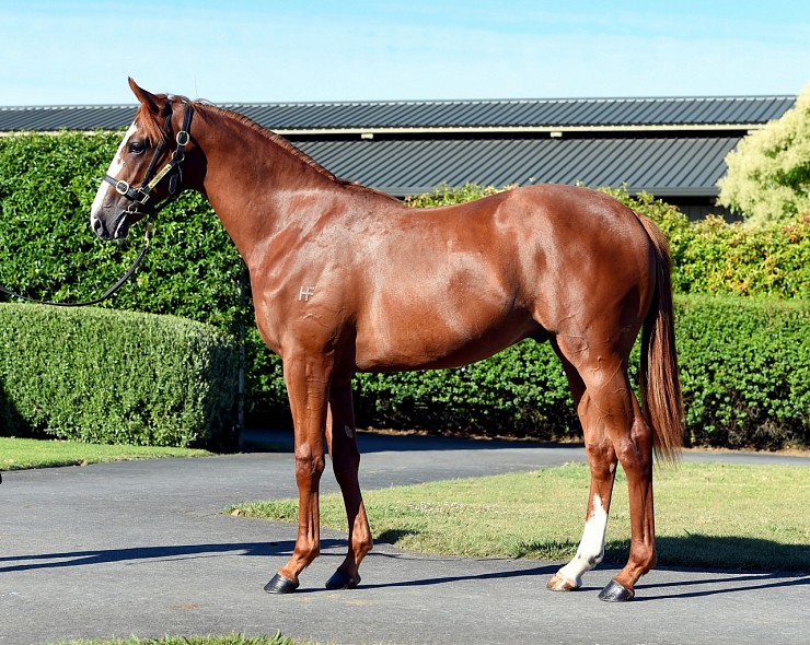 Lot: 975, Chestnut Colt