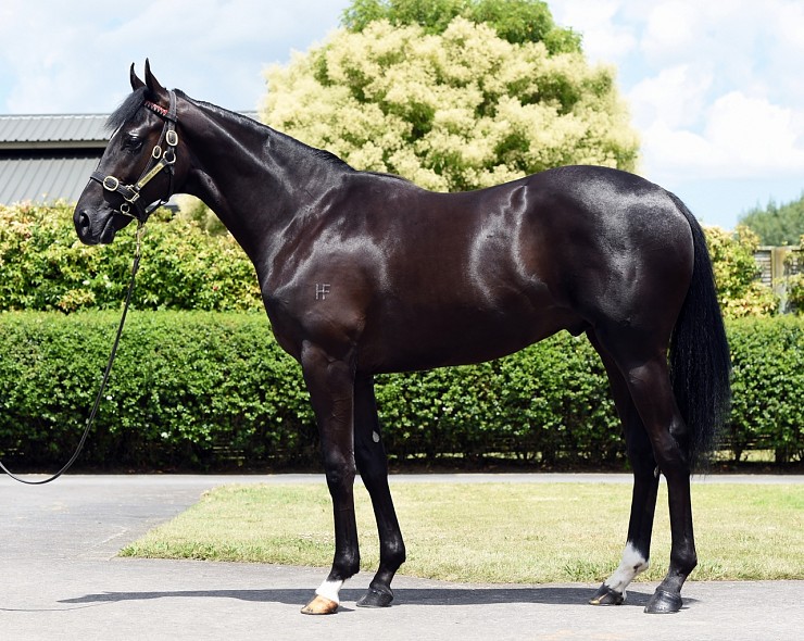 Lot: 1030, Brown Colt