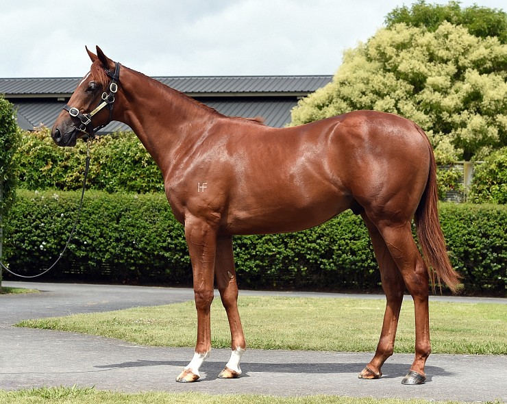 Lot: 1057, Chestnut Colt