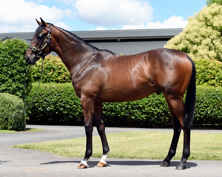 Lot: 1006, Bay Colt